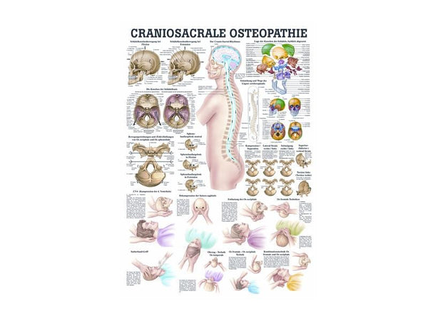 Rüdiger Anatomische Lehrtafel Kopfakupunktur laminiert 50 x 70 cm, Deutsch main image 1