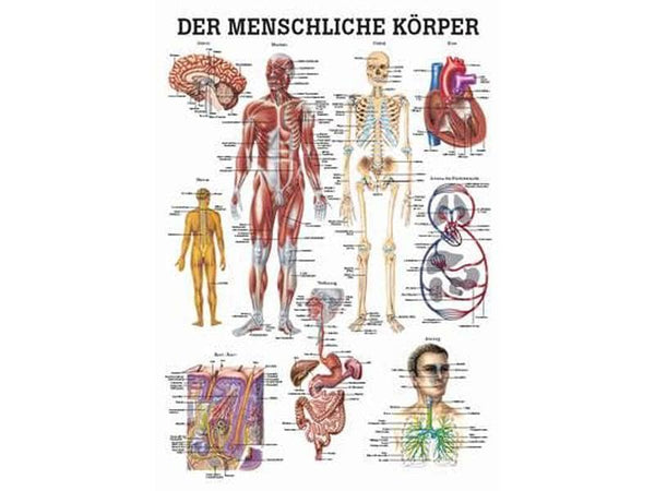 Rüdiger Anat. Lehrtafel 70x100cm laminiert