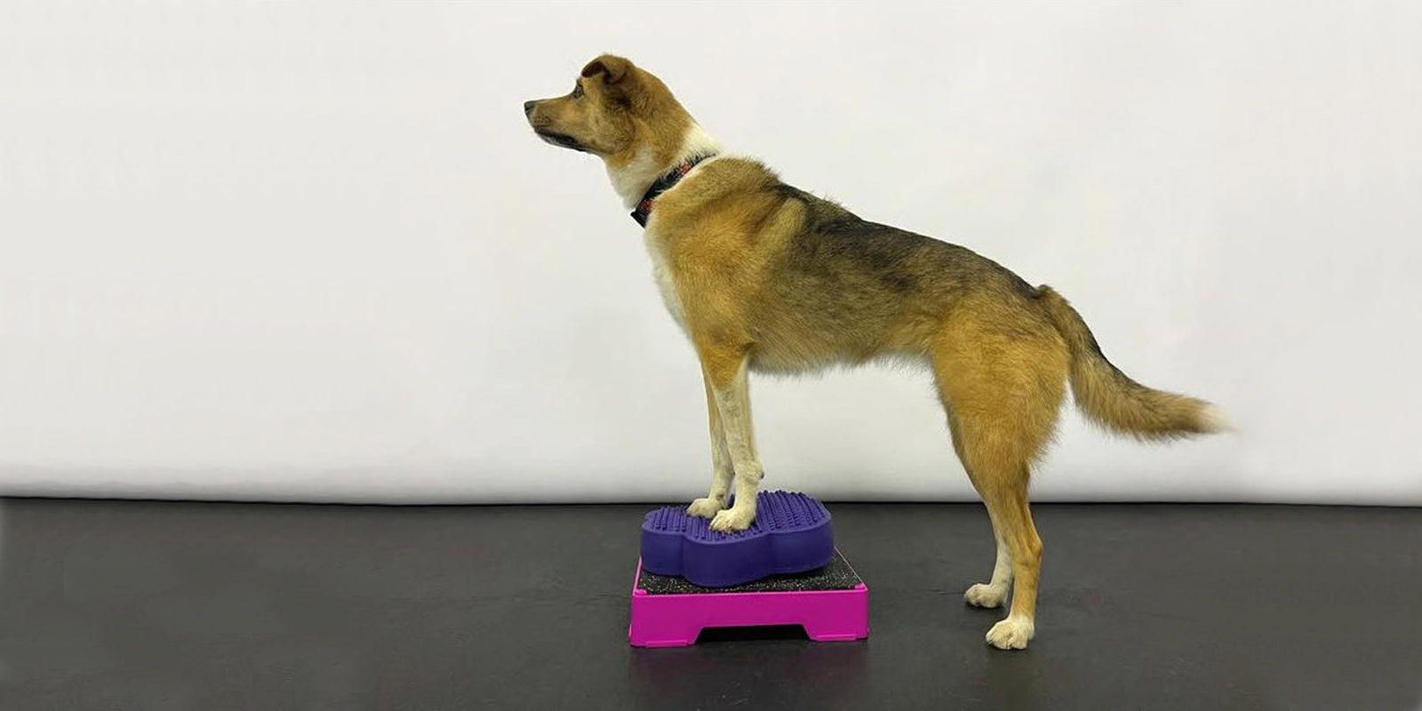 Ganganalyse und Fitnesstraining für den Hund – ein Erfahrungsbericht aus der Praxis