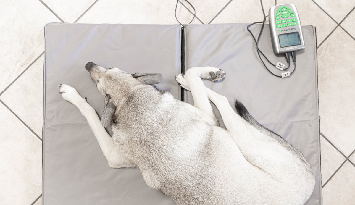 GLOBUSVet Magnetovet 200 incl. lying mat