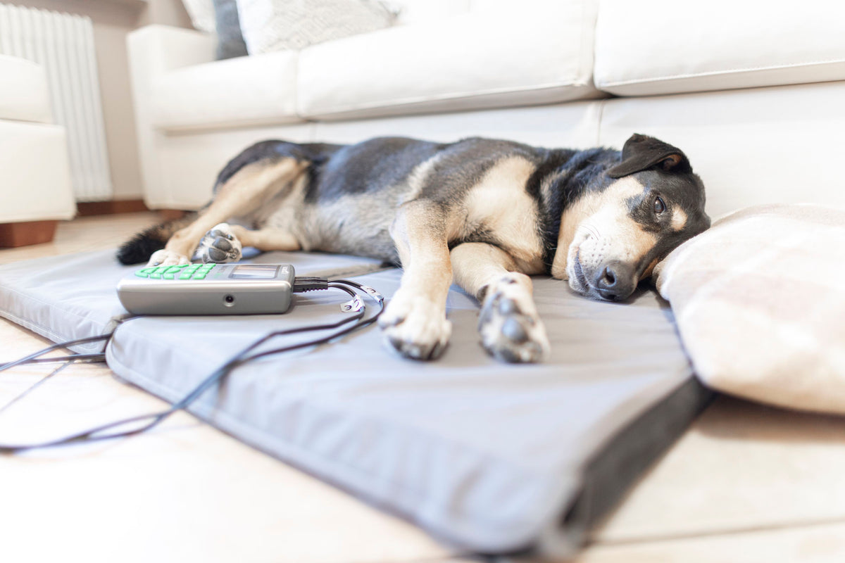 GLOBUSVet Magnetovet 200 incl. lying mat