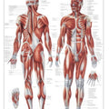 Rüdiger Planche anatomique Le système musculaire laminé 70 x 100 cm, français