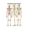 Rüdiger Planche anatomique Le squelette humain Papier 70 x 100 cm, allemand