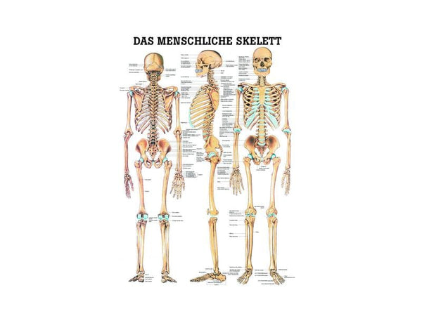 Anatomische Skelett-Lehrtafel - Das Menschliche Skelett Im Detail | 70x100 Cm | Deutsch, Latein, Englisch