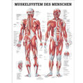 Rüdiger Anatomie Poster 70 x 50 cm laminé allemand