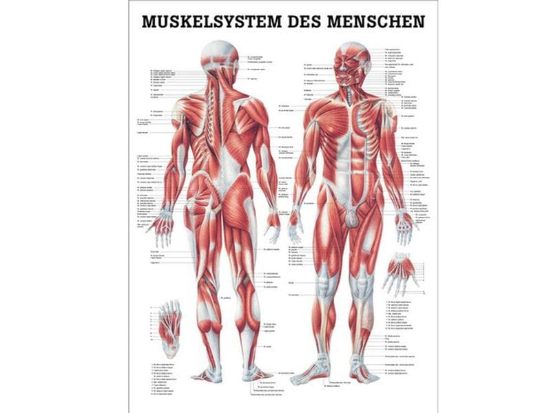 Rüdiger Planche anatomique Le système musculaire 34 x 24 cm laminé allemand