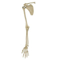 Modèle d'anatomie Rüdiger
