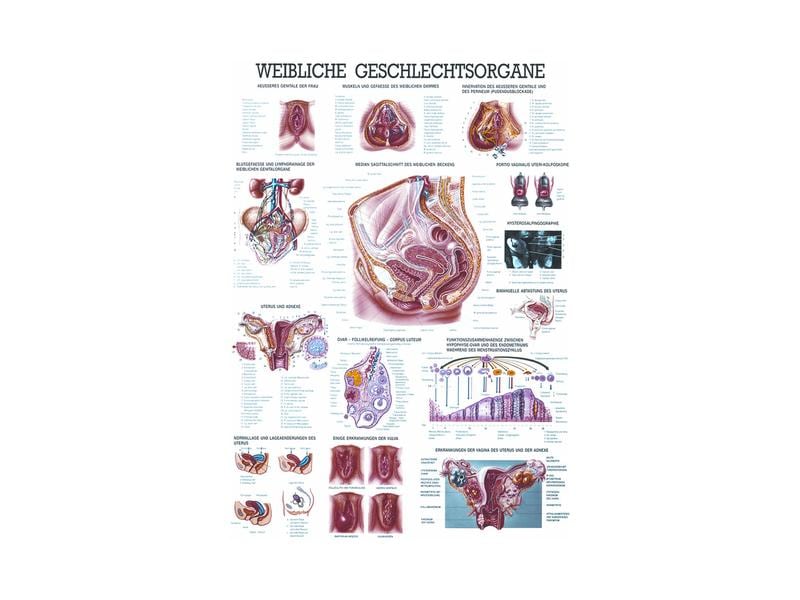 Rüdiger Anatomical teaching chart Female genital organs laminated German