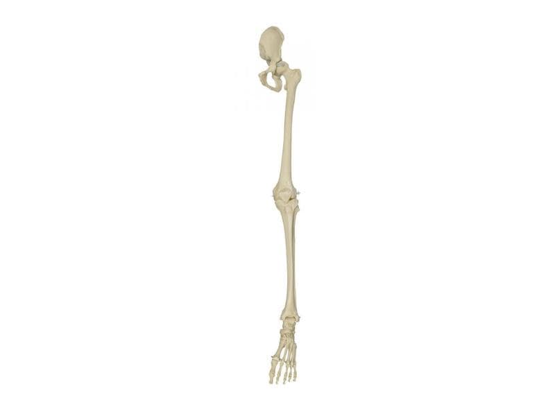 Rüdiger skeleton leg