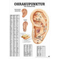 Rüdiger Anatomie Poster 70 x 50 cm laminé allemand