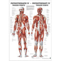 Poster de physiothérapie Rüdiger - points gâchettes laminé allemand/anglais
