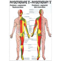 Poster de physiothérapie Rüdiger - innervation cutanée laminé allemand/anglais