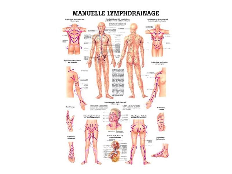 Rüdiger anatomical teaching chart lymphatic drainage laminated German