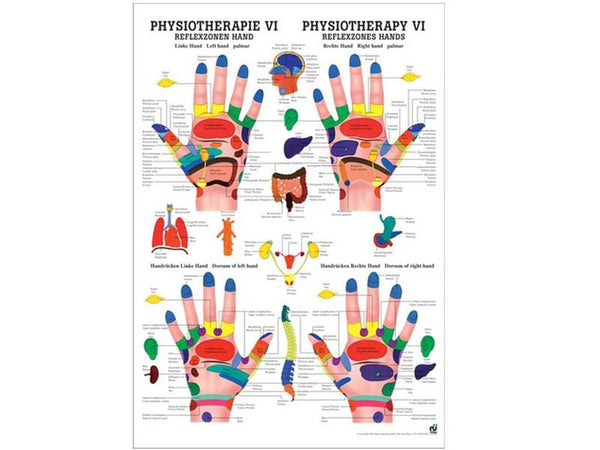 Ruediger Anatomie Reflexzonen Fuß-Tafel – Laminiert, 24x34 Cm, Für Massage & Fußreflexzonenlehre