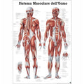 Rüdiger Planche anatomique Le système musculaire laminé 70 x 100 cm, italien