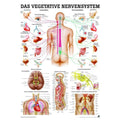 Rüdiger Mini Poster anatomique Le système nerveux végétatif laminé, allemand