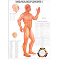 Rüdiger Planche anatomique d'acupuncture corporelle I laminée 70 x 100 cm, allemand