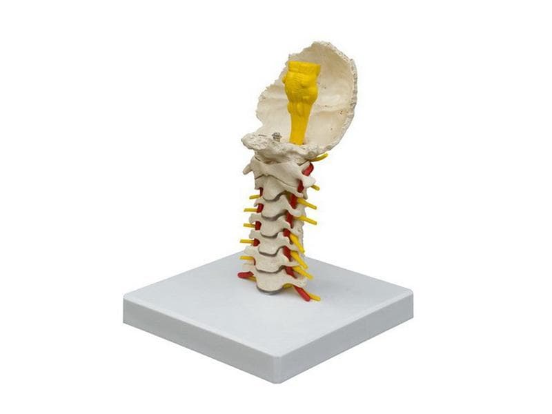 Rüdiger skeleton cervical spine