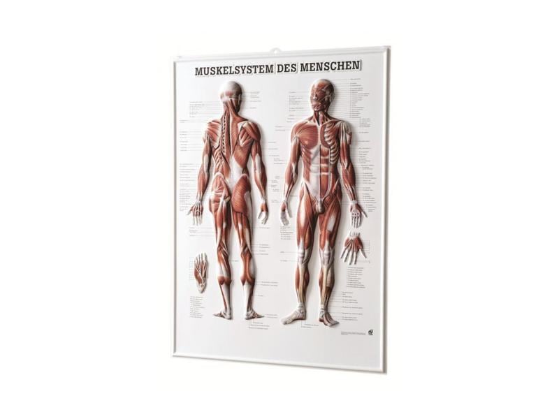 Rüdiger Relief Panel 3D Poster 54x74cm Plastic German, for in physical therapy