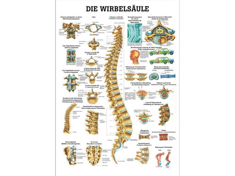 Rüdiger Anatomical Teaching Chart The Spine Paper German