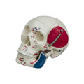 Rüdiger Mini Skull with Muscle Depiction, 3-piece set, 150 g