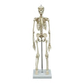 Rüdiger mini skeleton 65 cm