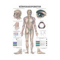 Rüdiger Planche anatomique d'acupuncture corporelle laminée 50 x 70 cm, allemand