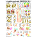 Rüdiger Mini Poster anatomique Ostéopathie cranio-sacrée laminé, allemand