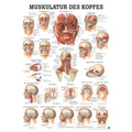 Rüdiger Planche anatomique des muscles de la tête laminée 50 x 70 cm, allemand