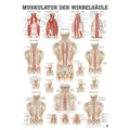 Rüdiger Physiotherapie-Poster- Wirbelmuskulatur 50 x 70 cm laminiert Allemand