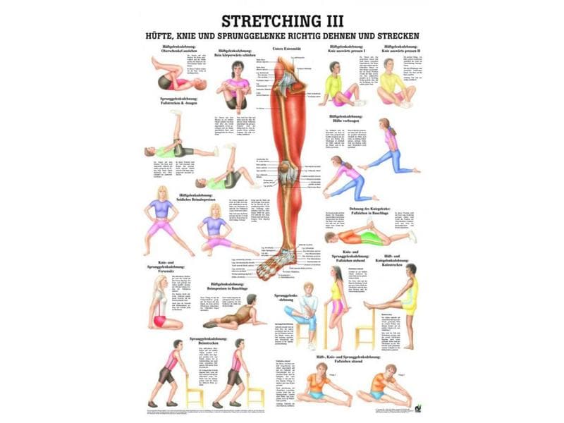 Rüdiger Anatomische Lehrtafel Stretching III Papier Deutsch