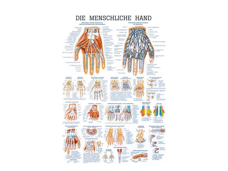 Rüdiger Anatomical teaching chart The human hand laminated German