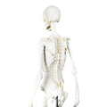 Balanced Body Anatomy in Three Dimensions™ Skeleton