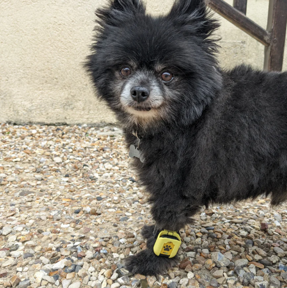 Tendiboots Canine Small Bands