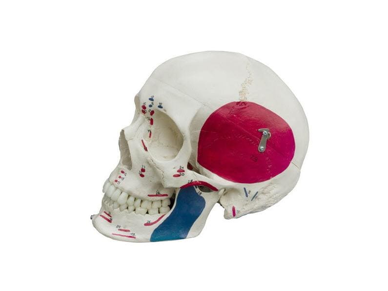 Rüdiger skeleton homo skull special version with muscle representation