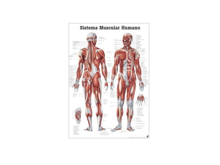 Rüdiger Anatomical teaching chart The muscular system laminated Spanish