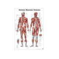 Rüdiger Mini Poster anatomique Le système musculaire laminé, espagnol