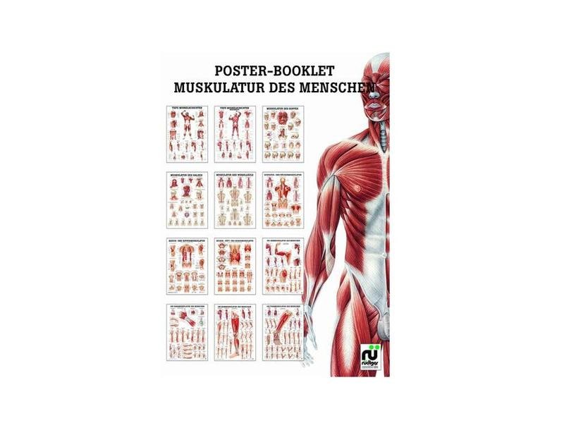 Rüdiger poster booklet Musculature of man 24 x 34 cm glossy cardboard German