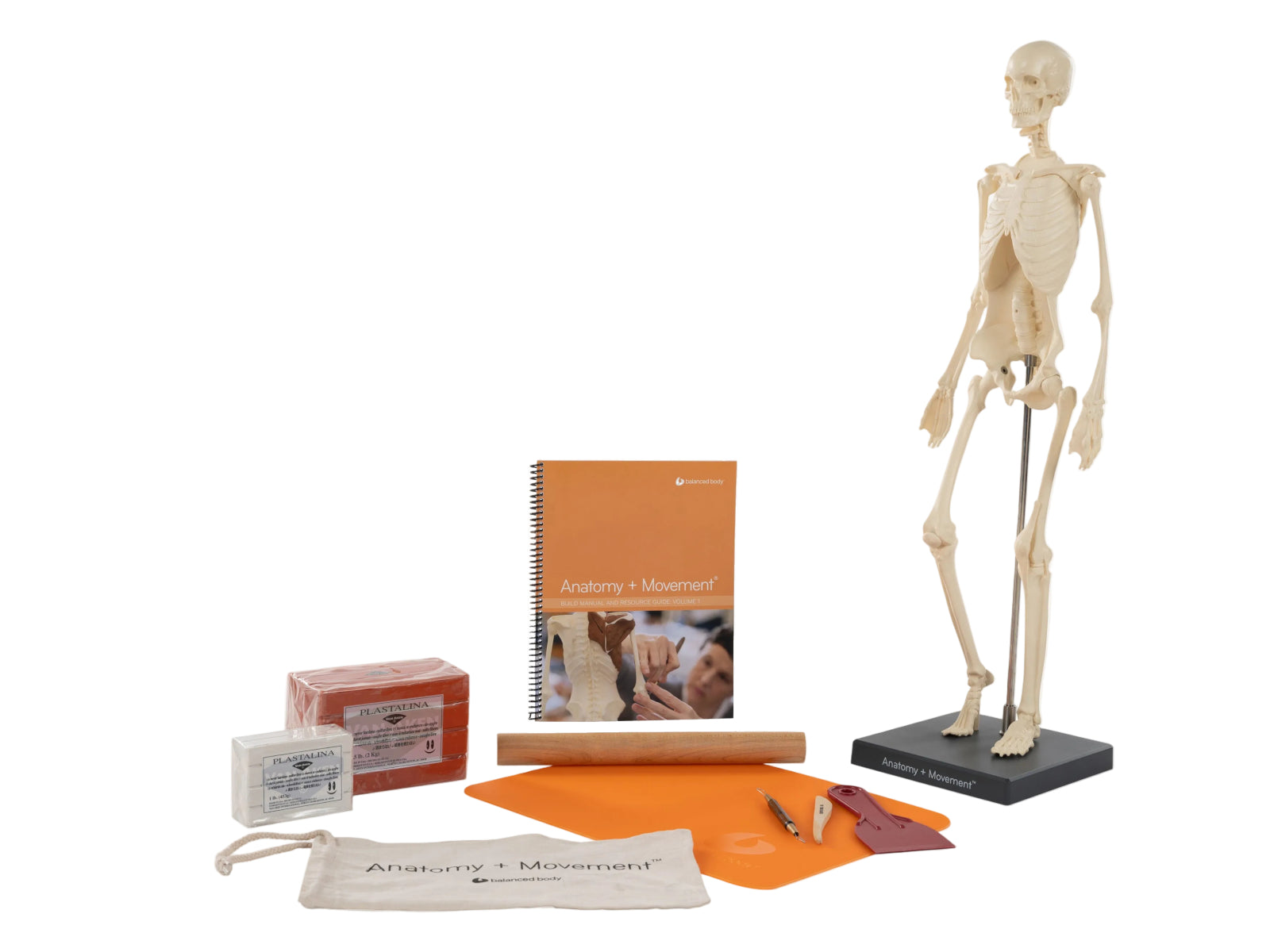 Balanced Body Anatomy in Three Dimensions Starter Kit, Skeleton Model with Modeling Clay, Tools, and Booklet