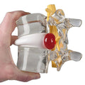 Anatomie Modell