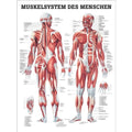 Rüdiger Planche anatomique Le système musculaire Papier 70 x 100 cm, allemand