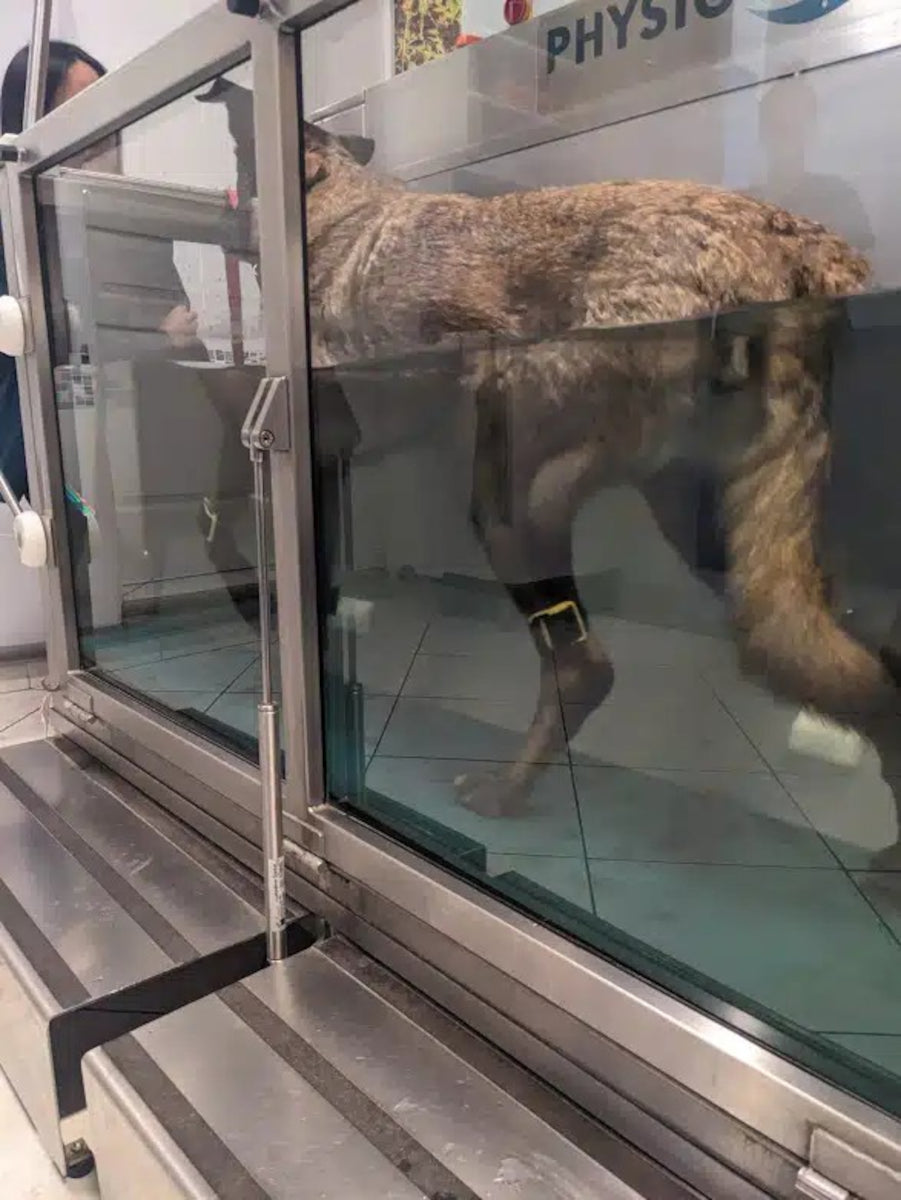 Tendiboots Canine Hydro Package, Dog with Sensor Gait Boot on an Underwater Treadmill, Gait Analysis, Hydrotherapy