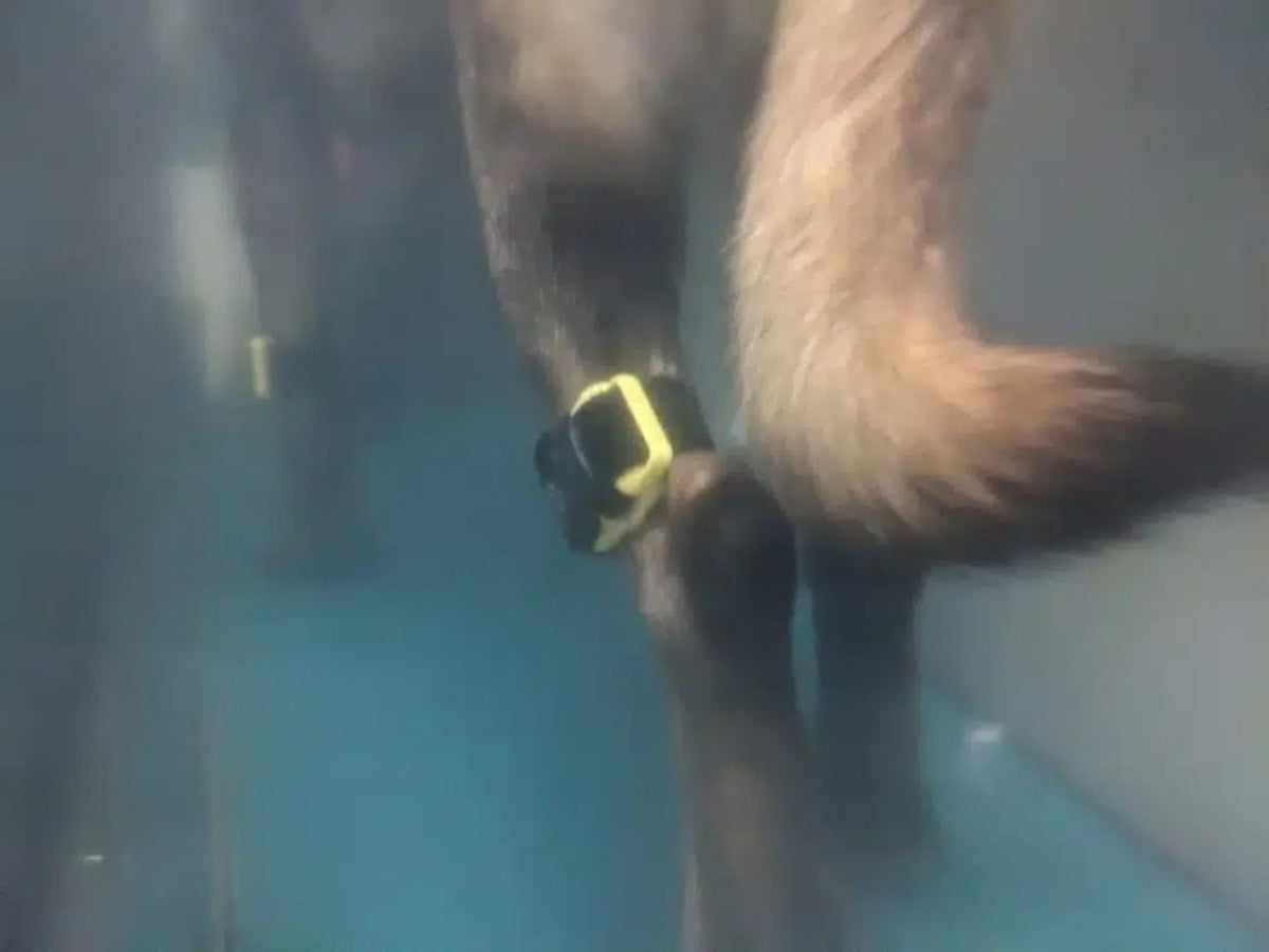 Tendiboots Canine Hydro Sensor on a dog's leg underwater; gait analysis on an underwater treadmill