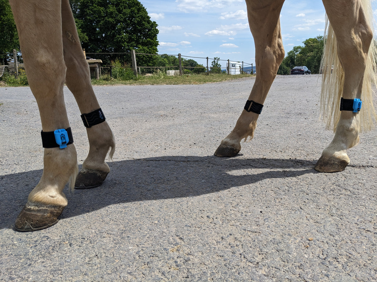 Tendiboots Equine