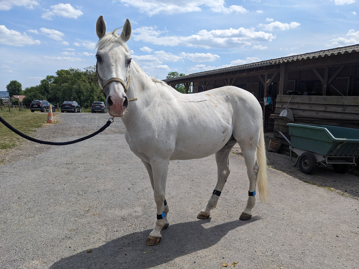 Tendiboots Equine