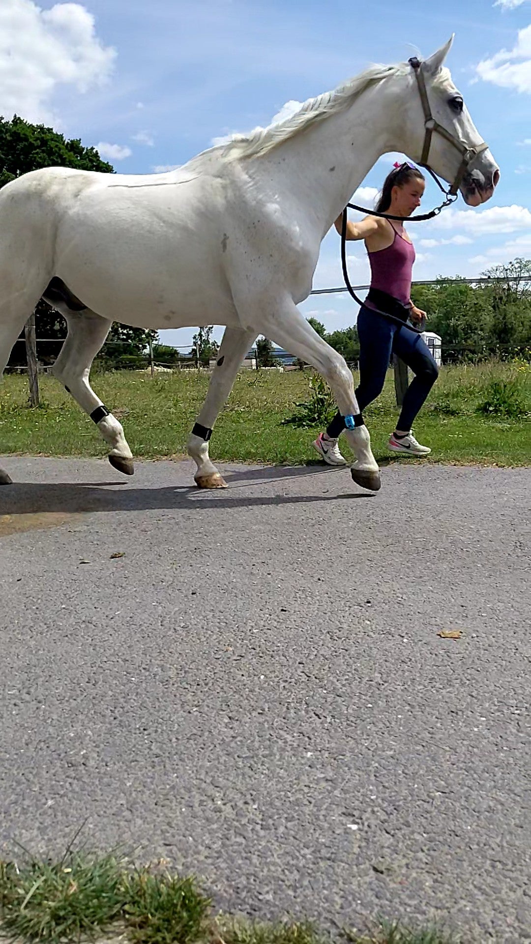 Tendiboots Equine