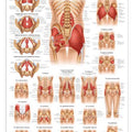 Rüdiger Anatomie Poster 70 x 50cm