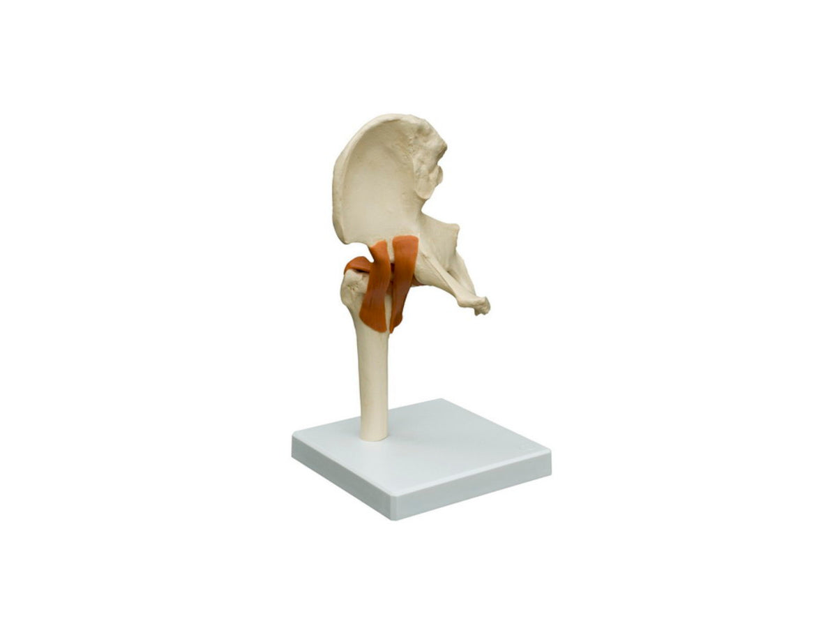 Rüdiger Skeleton Hip Joint with Ligaments on a Stand, Side View, for Anatomy Training and Patient Education
