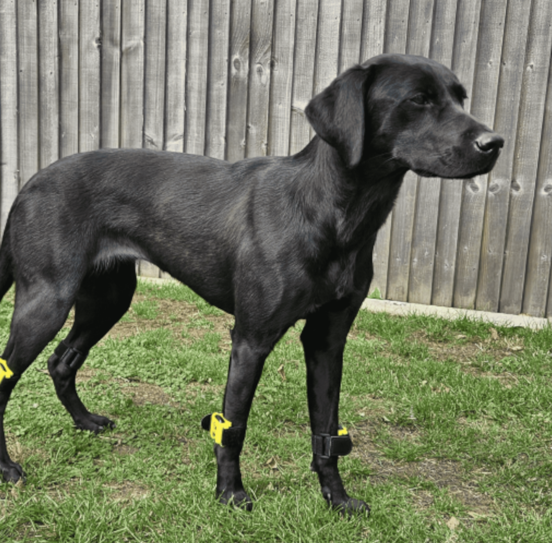 Tendiboots Canine Large Bands (yellow) on all four of a dog's limbs, for Gait Analysis
