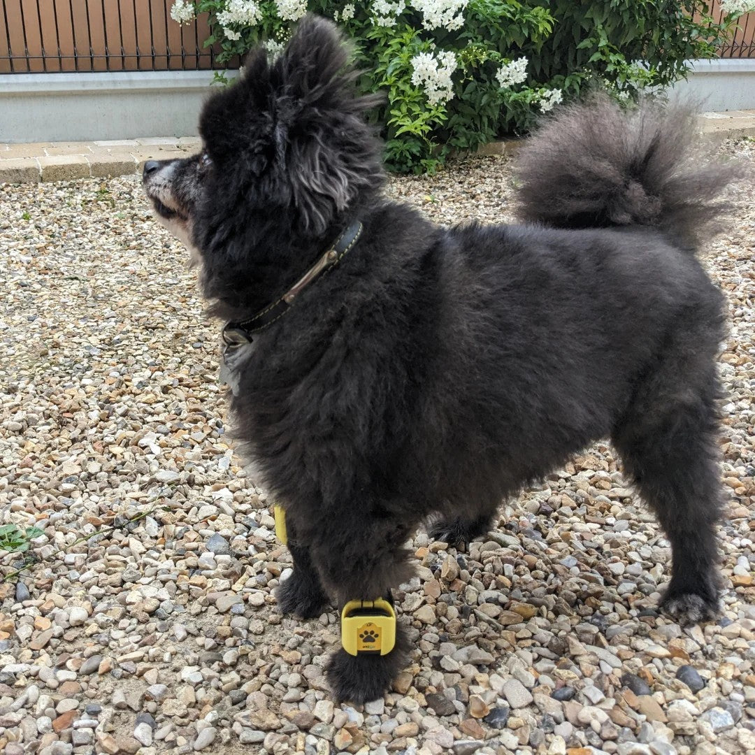 Tendiboots Canine Small Bands jaunes sur la patte d'un chien à l'extérieur, pour Analyse de la démarche chez les chiens de moins de 7 kg